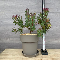 植物
