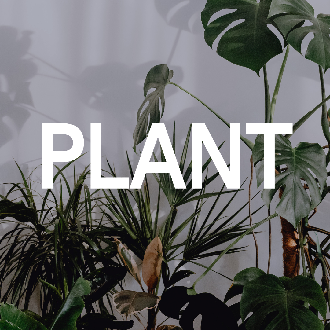 コレクション – 植物家族
