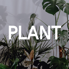 植物