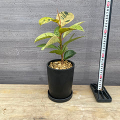 植物