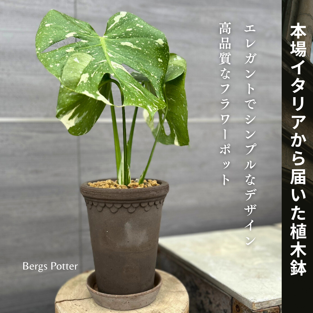 コレクション – 植物家族