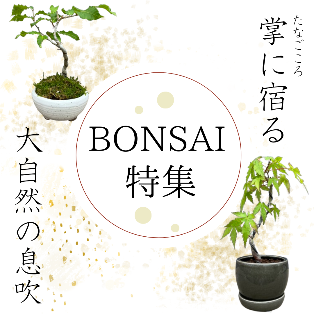 盆栽特集