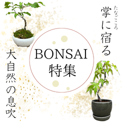 盆栽特集