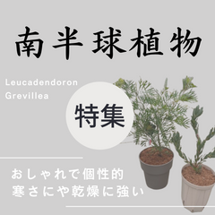 植物