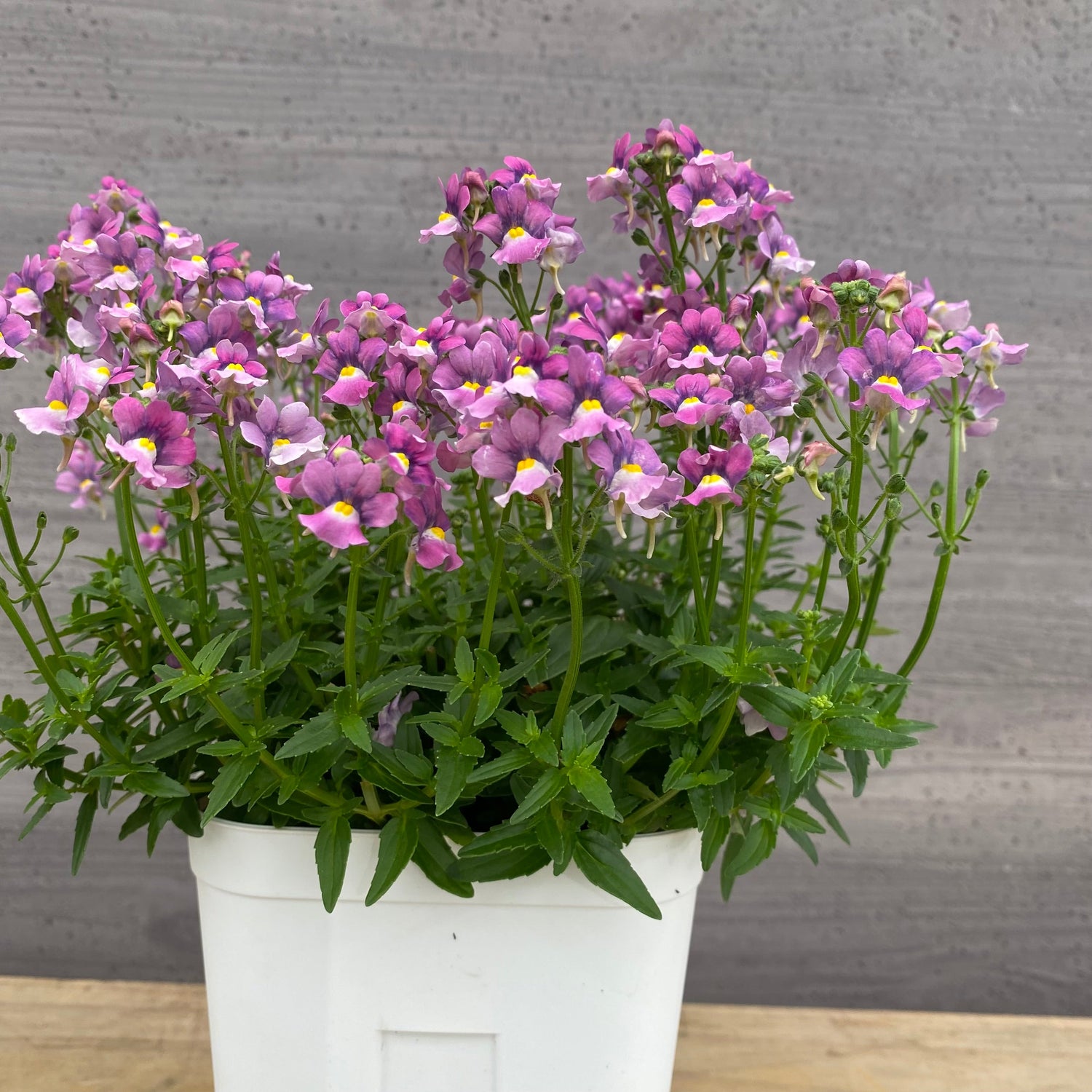 草花