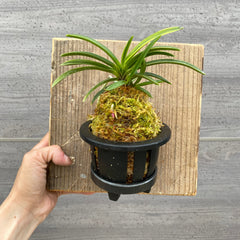 植物