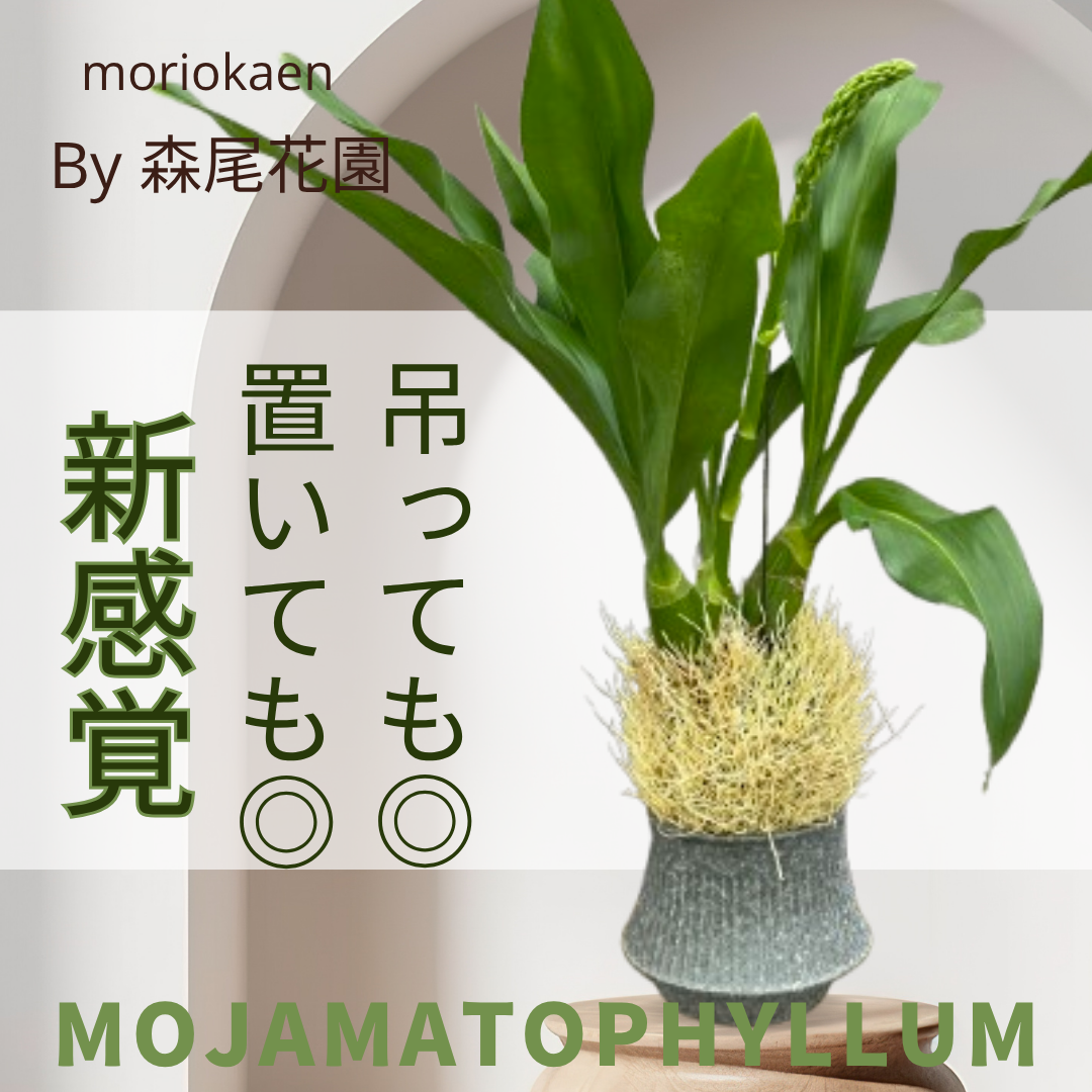 もりお花園のモジャマトフィラム