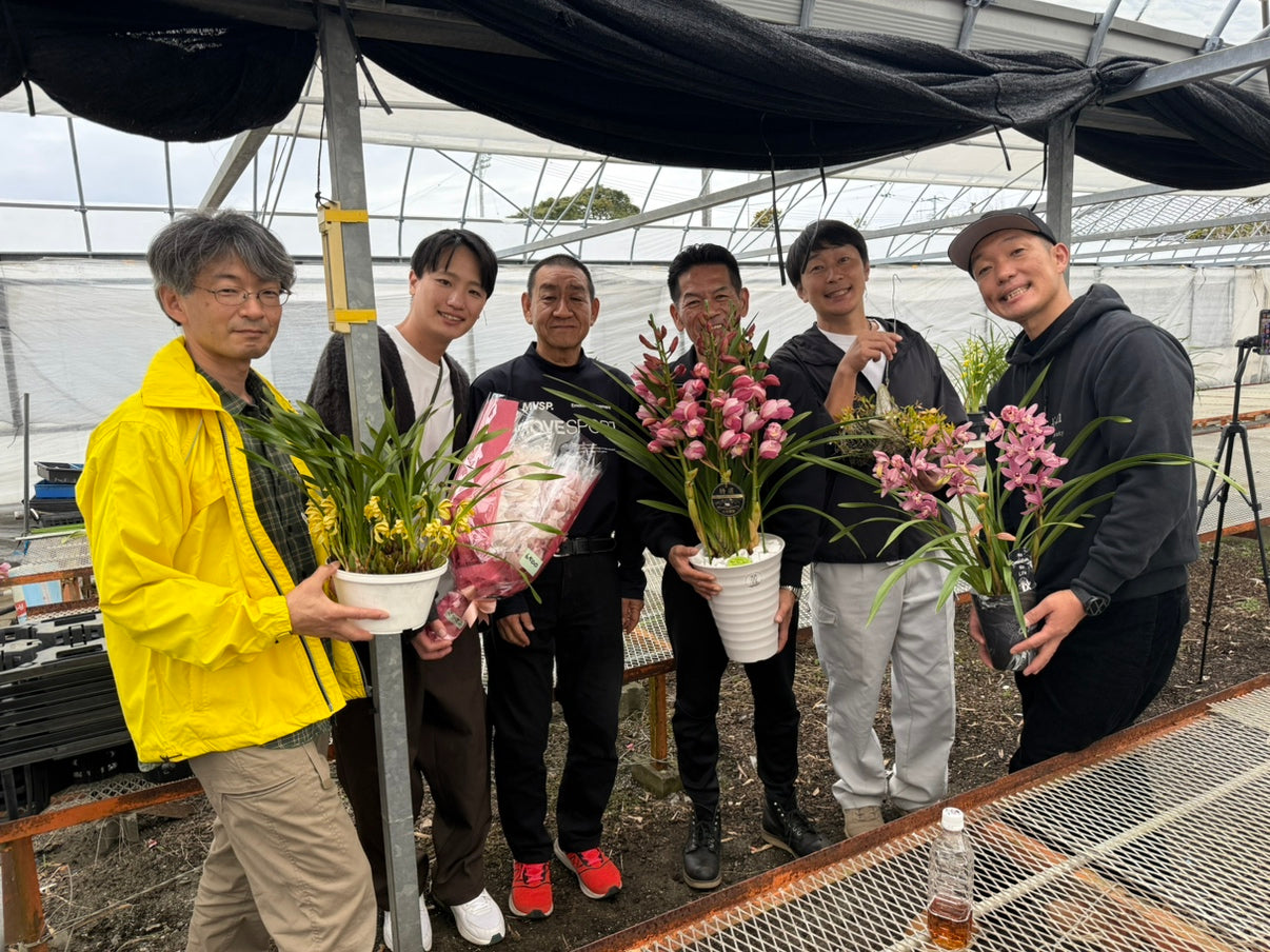 高知県蘭生産者さん特集