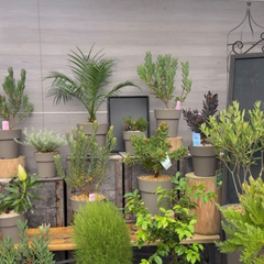 販売中の植物たち