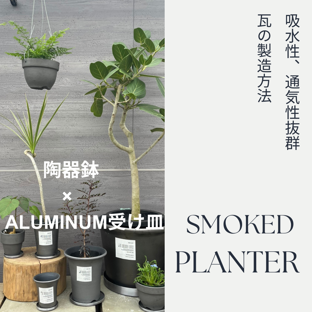 コレクション – 植物家族
