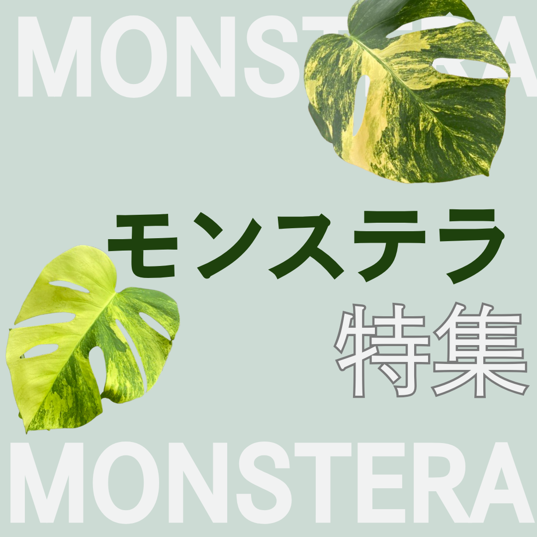 モンステラ特集
