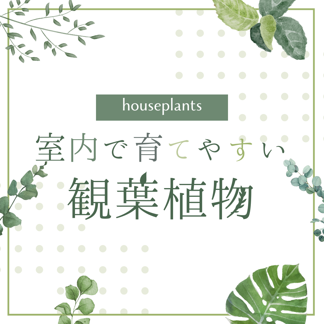 おすすめ観葉植物