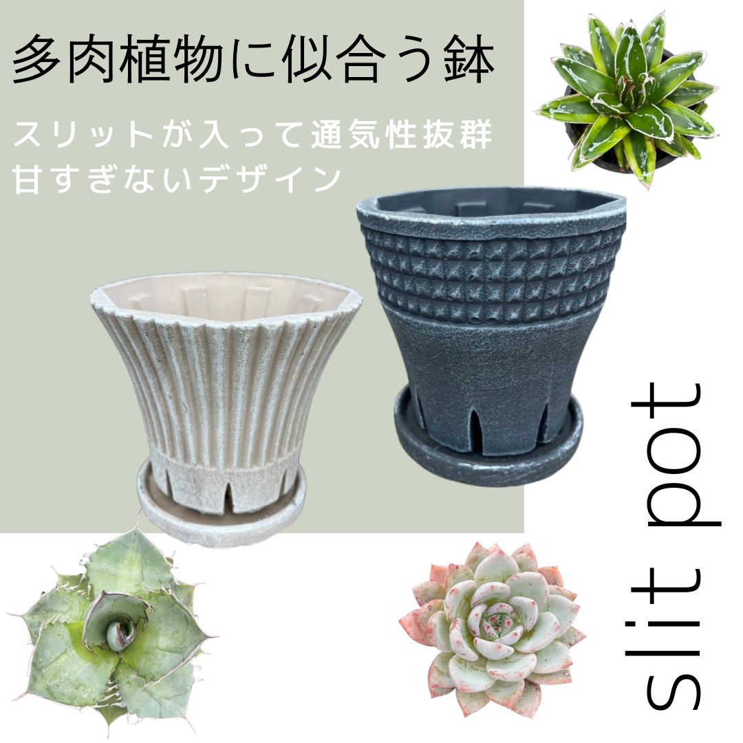 コレクション – 植物家族 コレクション – 植物家族