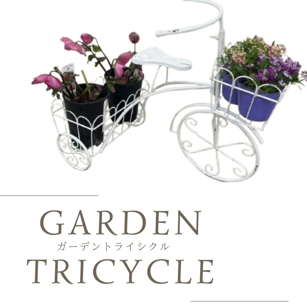 コレクション – 植物家族