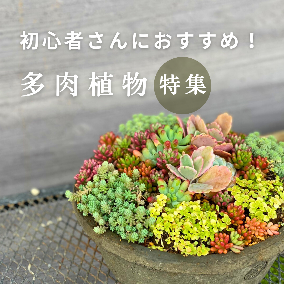 コレクション – 植物家族