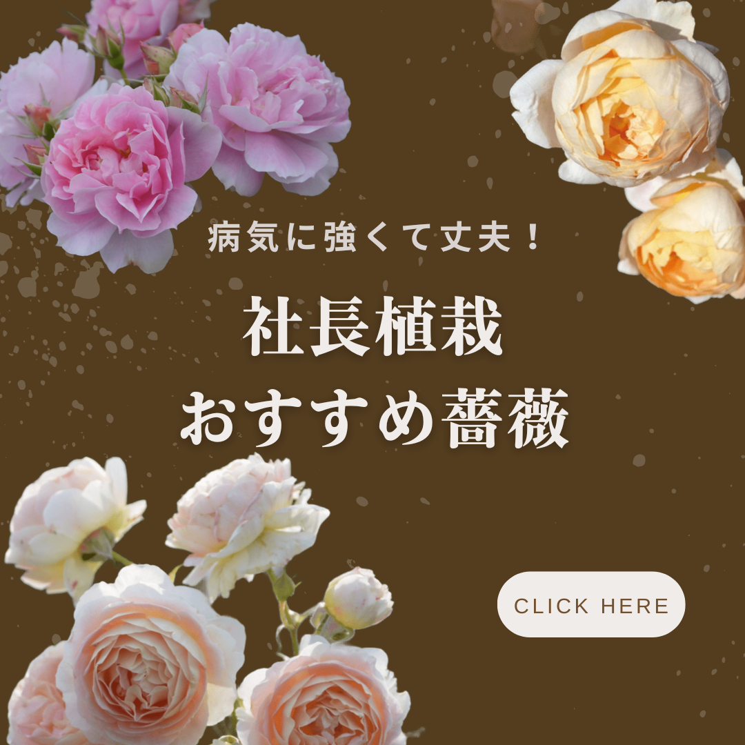 社長植栽バラ