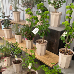 販売中の植物達