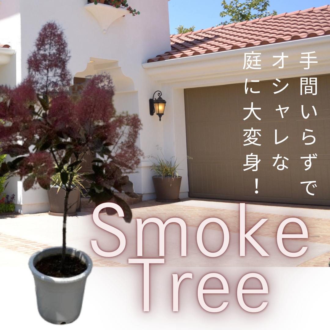 スモークツリー特集