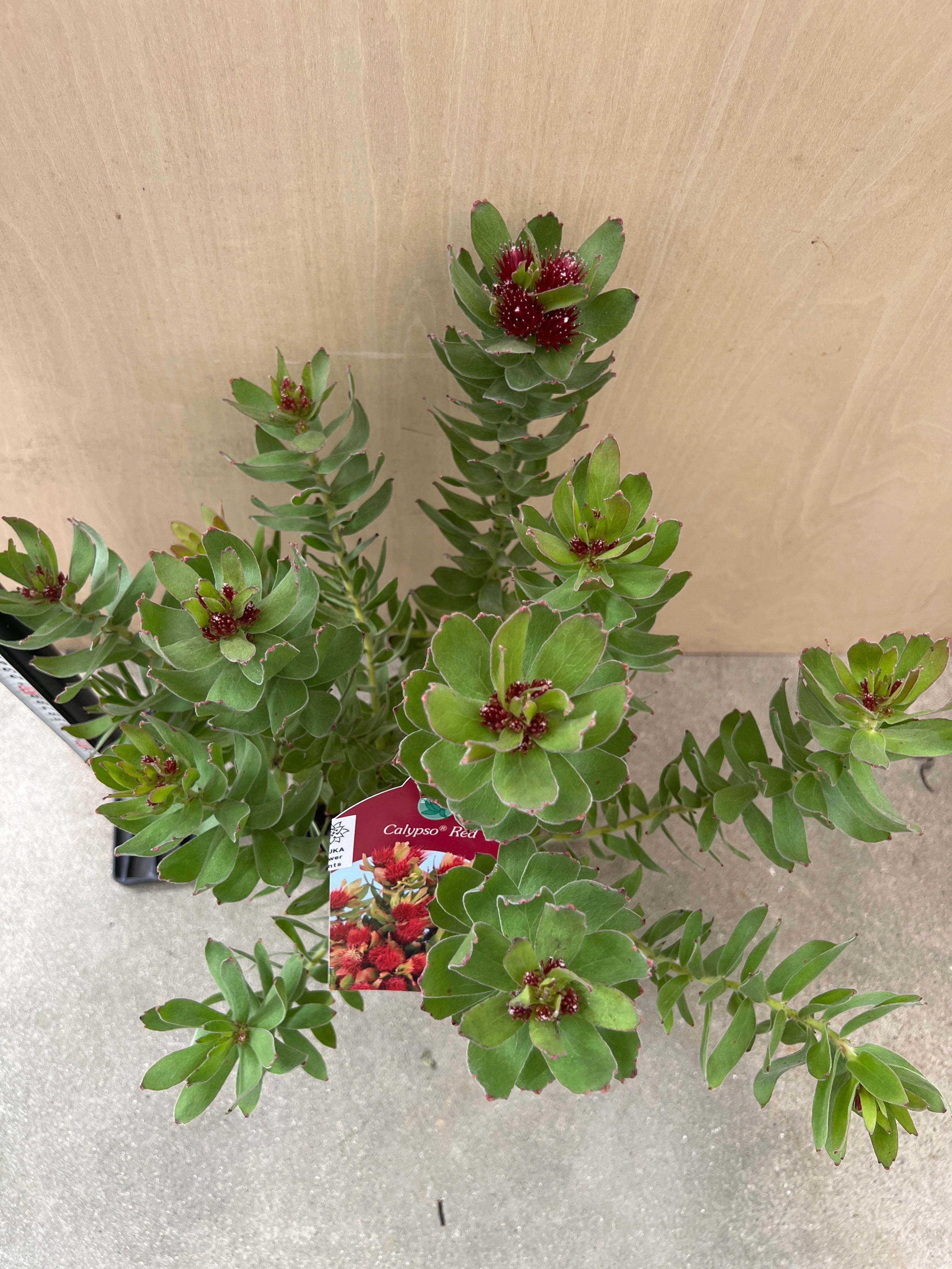 No.07040 リュウコスペルマム カリプソレッド 5号鉢 – 植物家族
