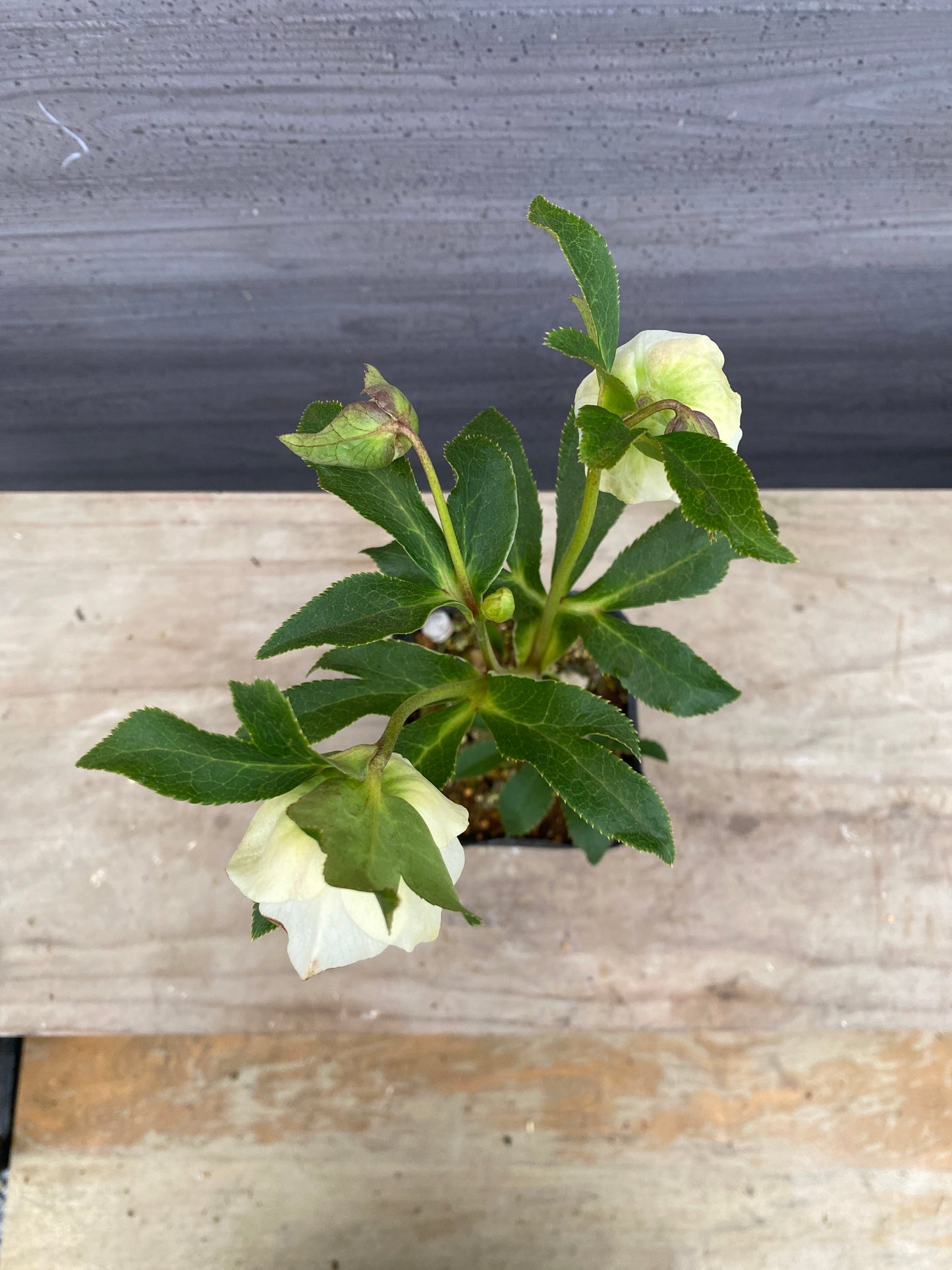 No.05115　横山園芸★クリスマスローズ　プリマドレス　5号苗ポット