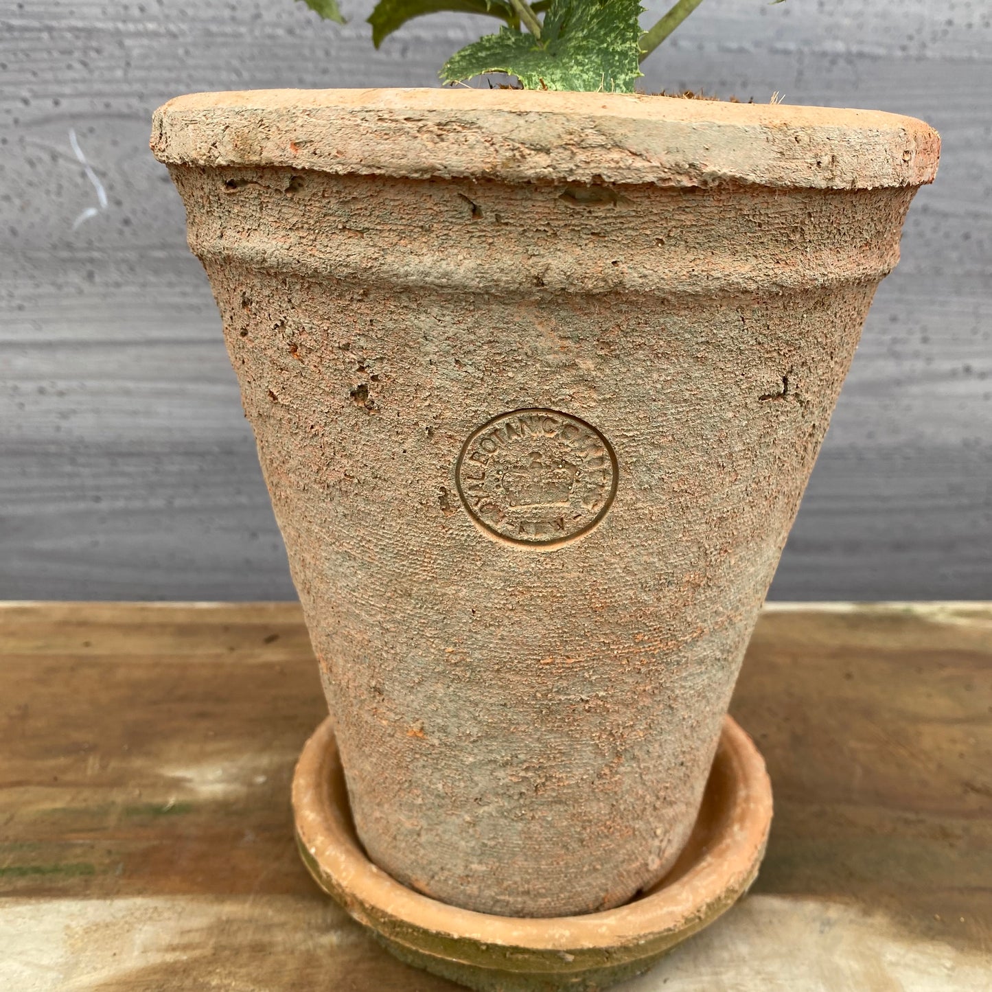 クリスマスローズ　アーグチフォリウススターダスト　キューガーデンポットレッド