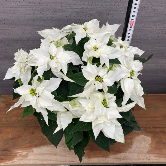 市場仕入れ即売会　No.25006　プリンセチア　ピュアホワイト　5号鉢