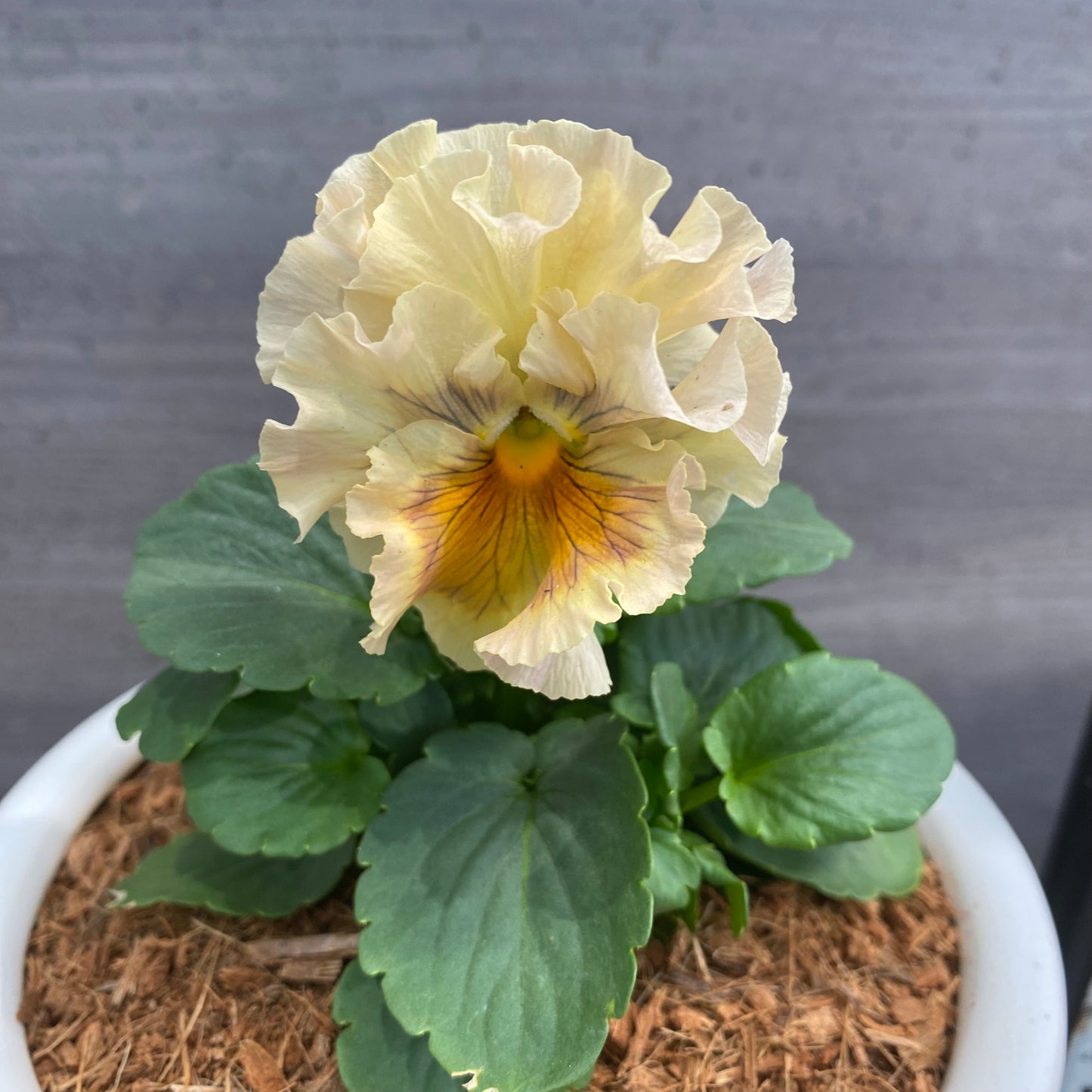 寄せ植えS　花郷園さんオリジナル　5号陶器鉢