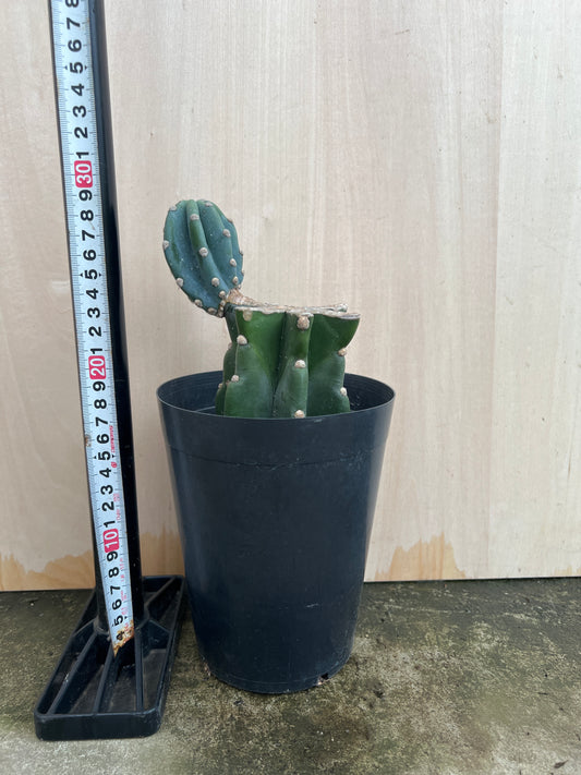 No.31036　柱サボテン　5号鉢