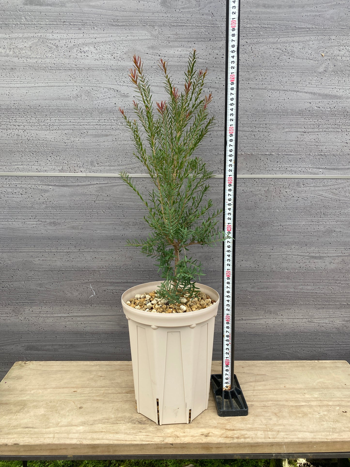 メラレウカ　レッドジェム　7号スリット鉢/オリジナル色