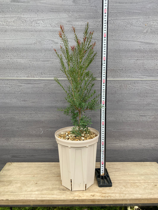 メラレウカ　レッドジェム　7号スリット鉢/オリジナル色