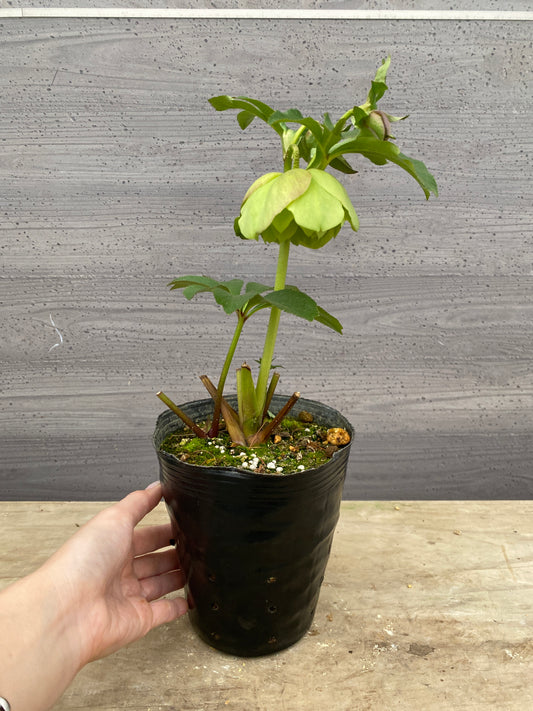 No.05123　横山園芸★クリスマスローズ　プリマドレス　5号苗ポット