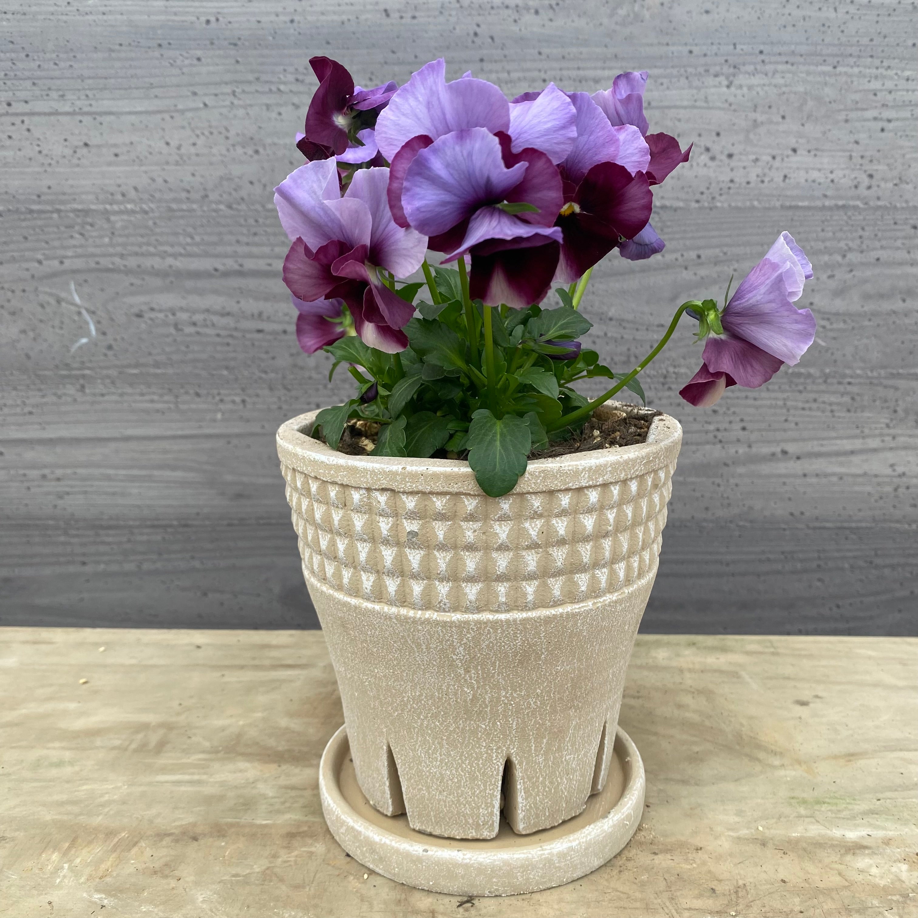 プ*ア様 ☘️超特大株❤️開花株❤️6号❤️根ガンガンパンパン440【ATLAS プ*ア様 ☘️超特大株❤️開花株❤️6号❤️根