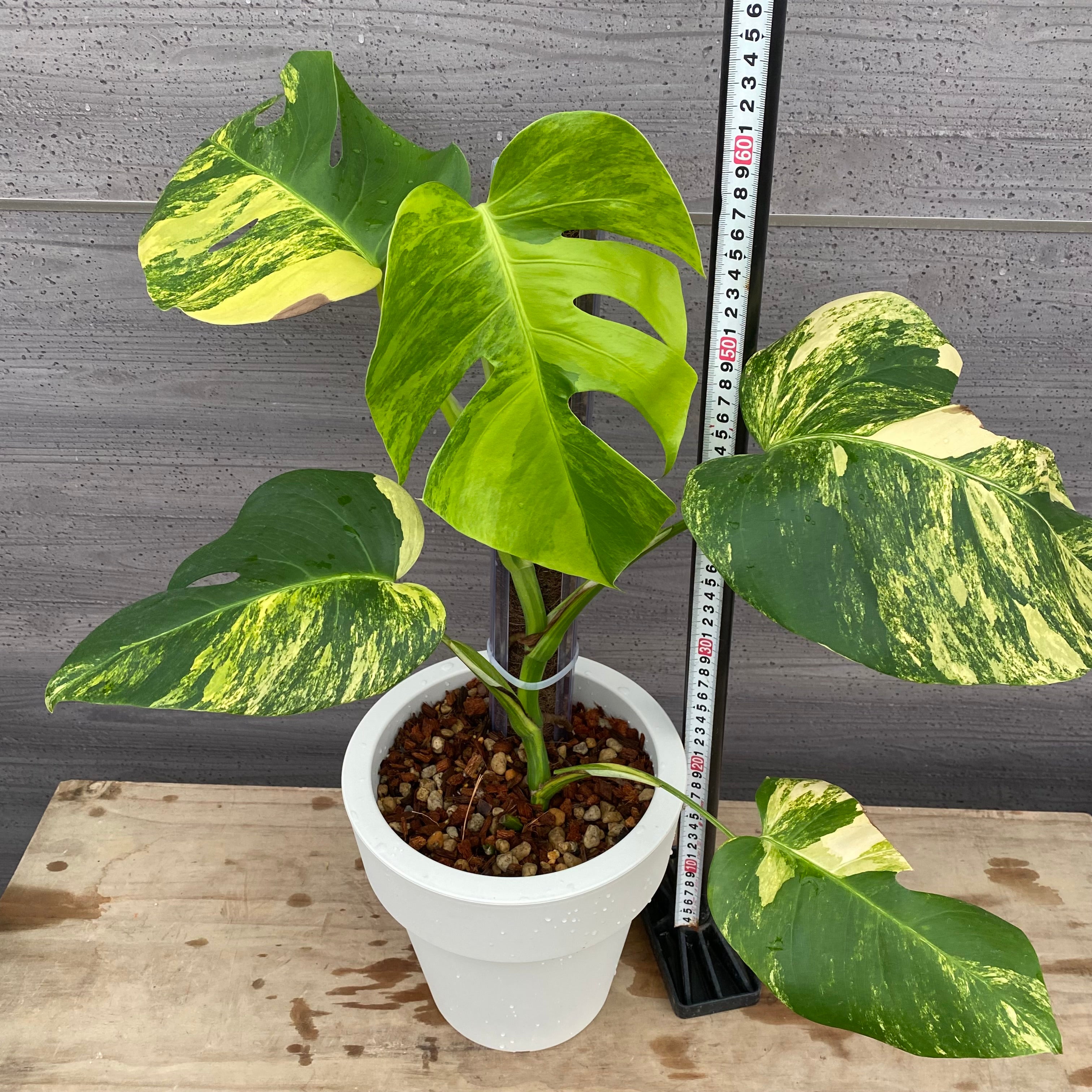 モンテスラ モンステラ 3号 | 観葉植物ならHitoHana