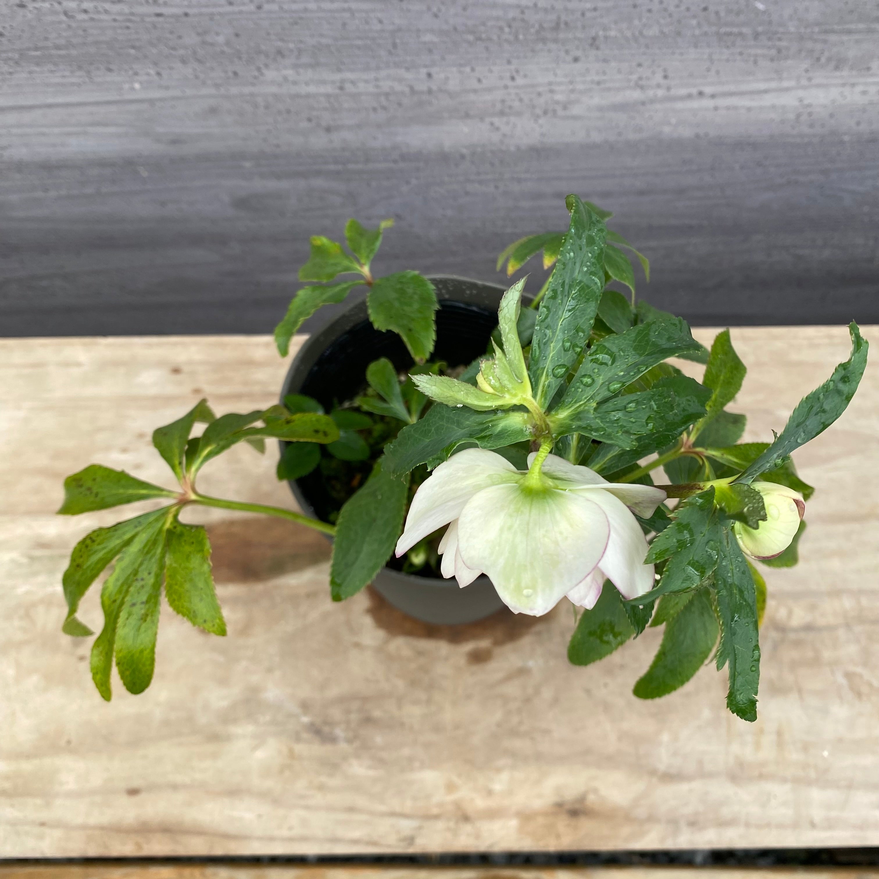 即売会 No.27066 クリスマスローズ ダブル咲き 5号鉢 – 植物家族