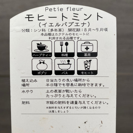 モヒートミント　3.5号苗ポット　3ポットセット