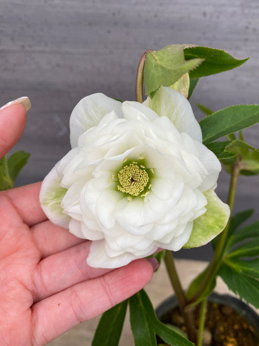 No.05109 横山園芸★クリスマスローズ プリマドレス 5号苗ポット