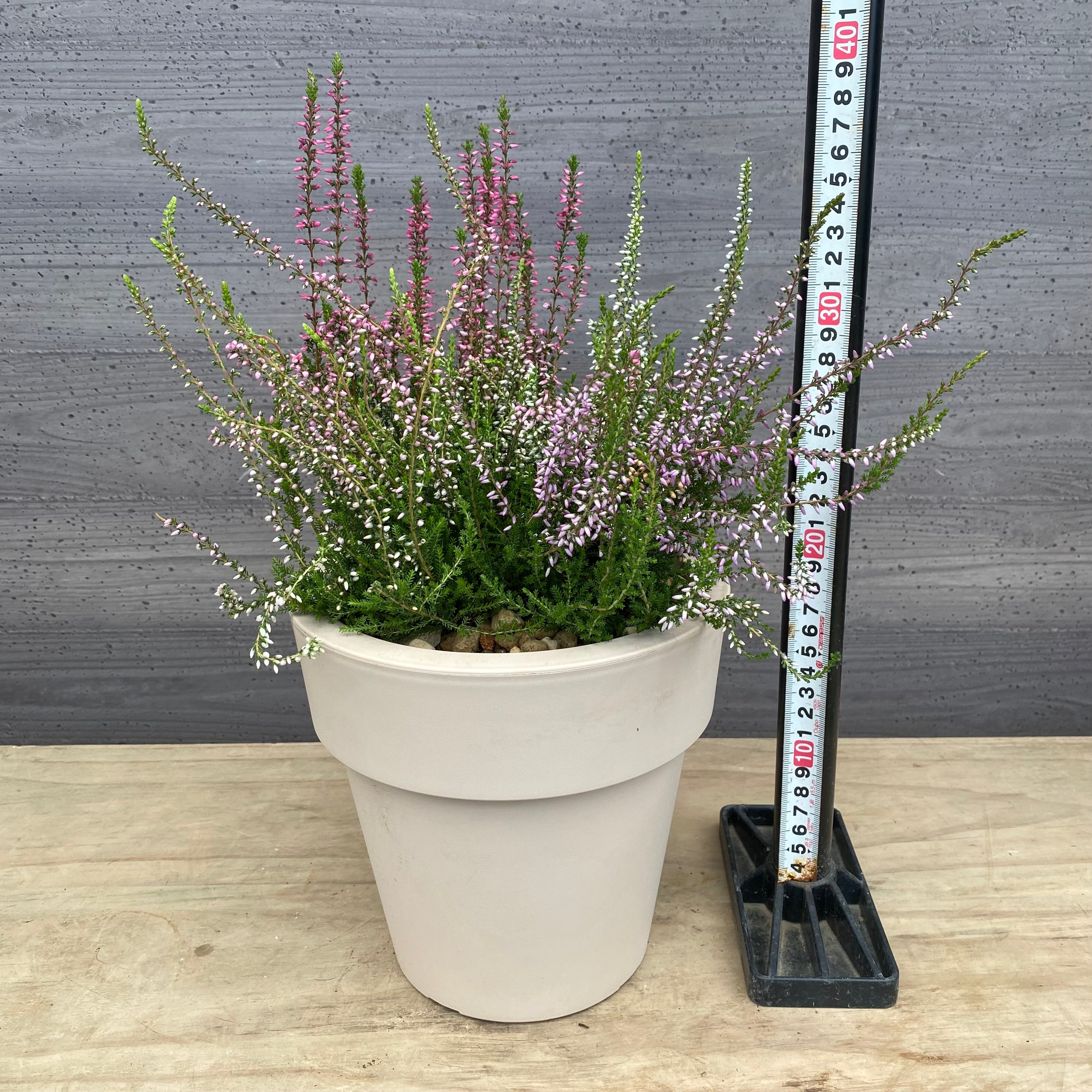 Pickup 全ての商品 – 植物家族