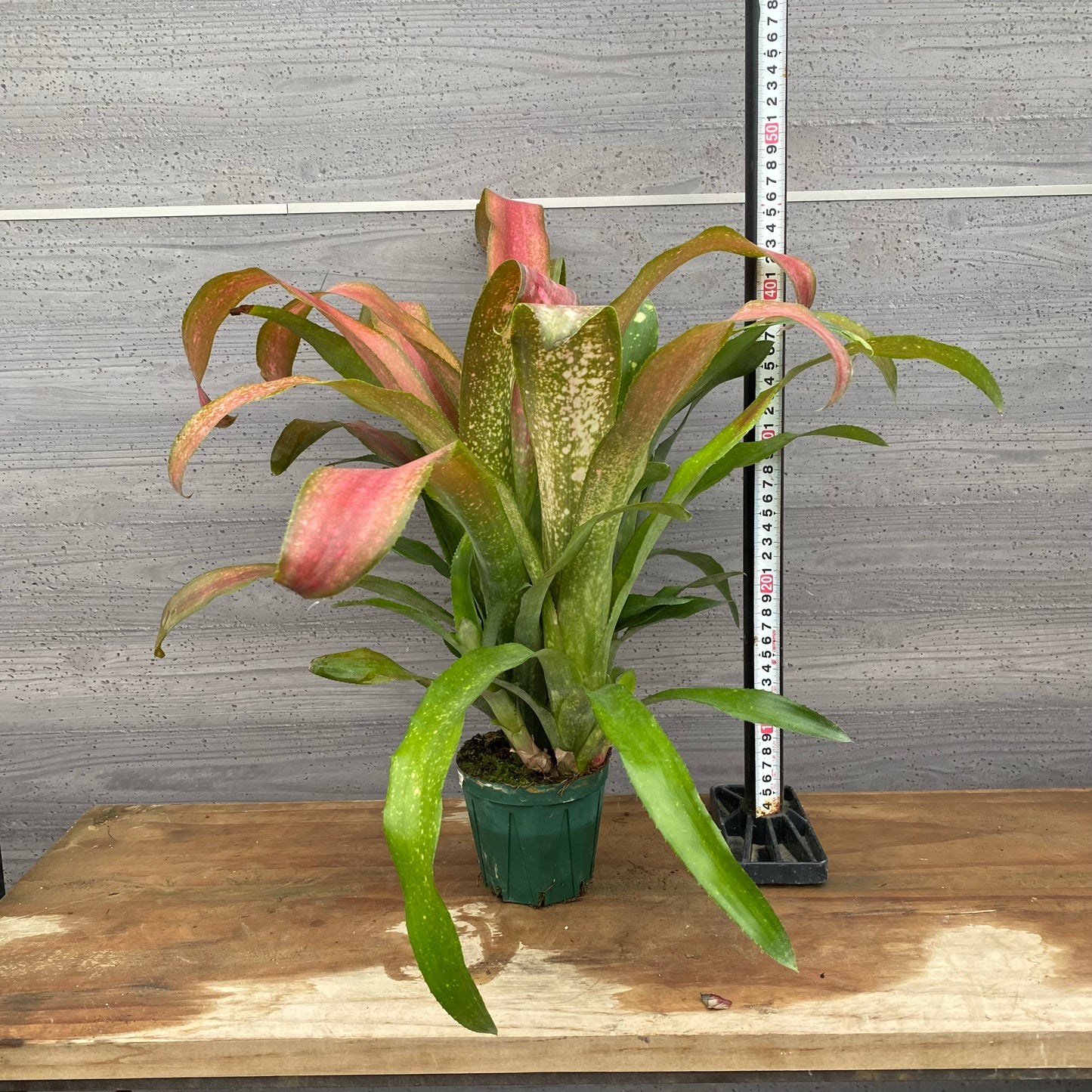 市場仕入れ即売会　No.25026　ビルベルギア　シェビーチック　3.5号鉢