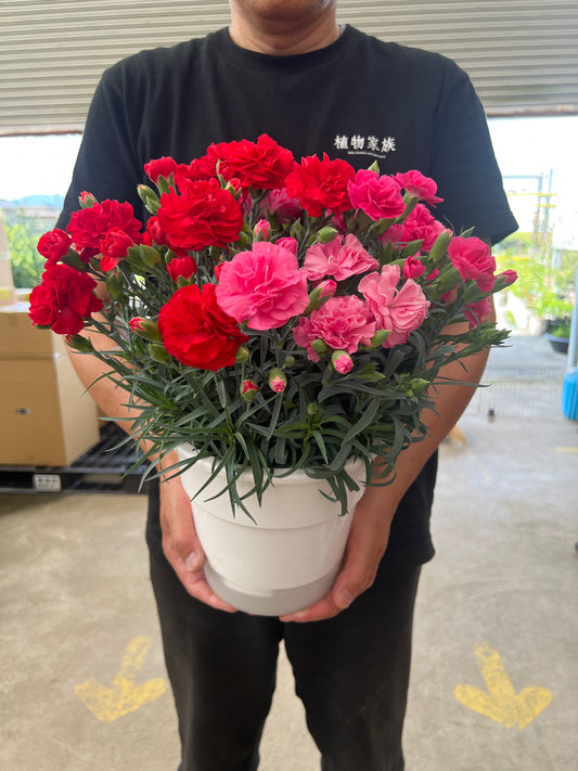 即売会SALE　No.28001　カーネーション　2色植え　6号底面給水　バッグ付き