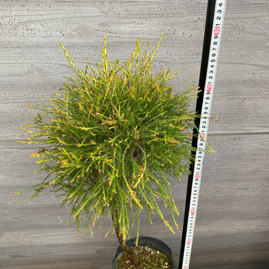 市場仕入れ即売会　No.25075　メラレウカ　モスキートブロッカー　6号苗ポット