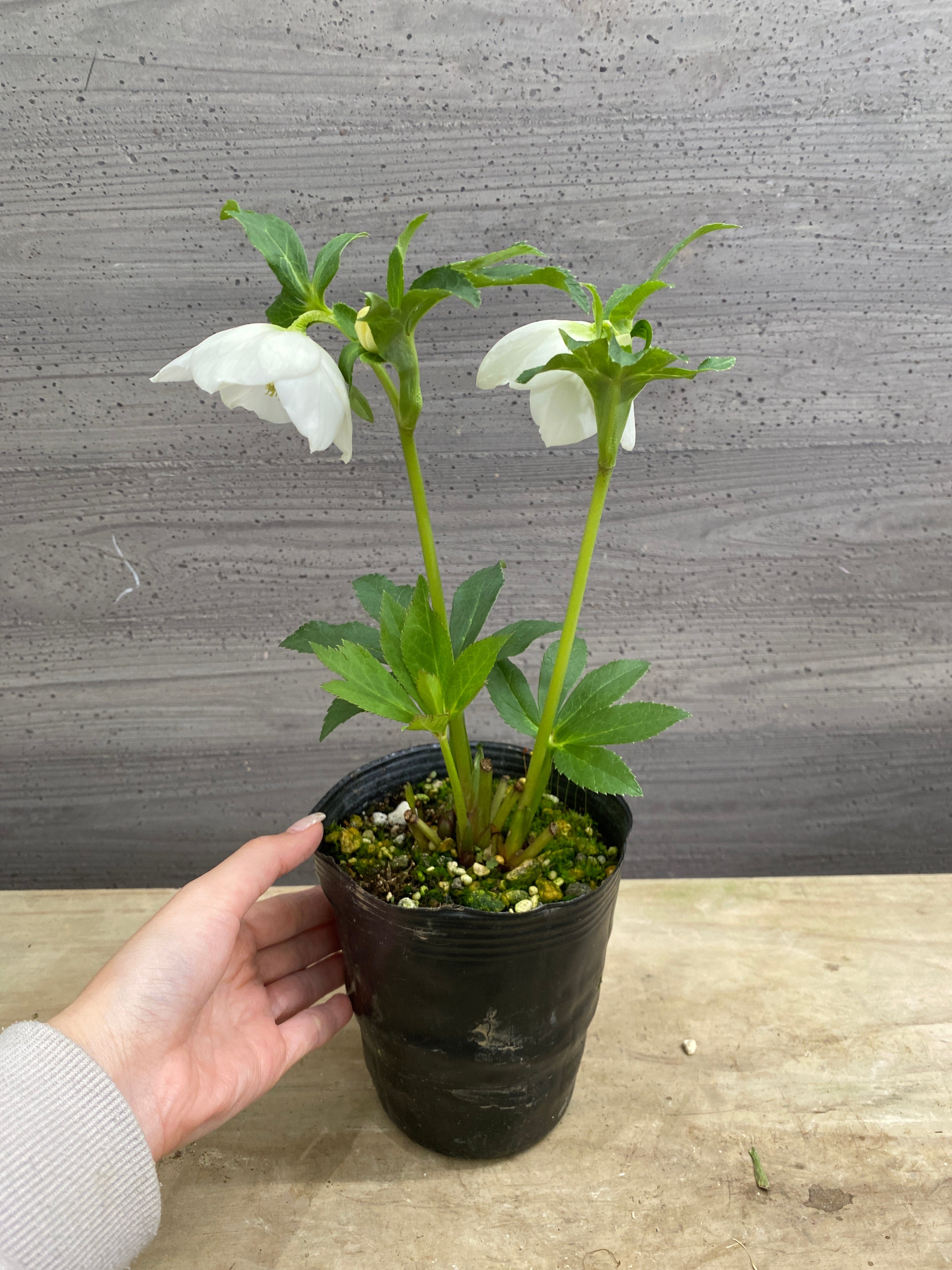 M078 クリスマスローズ 一重咲き 4号苗ポット – 植物家族