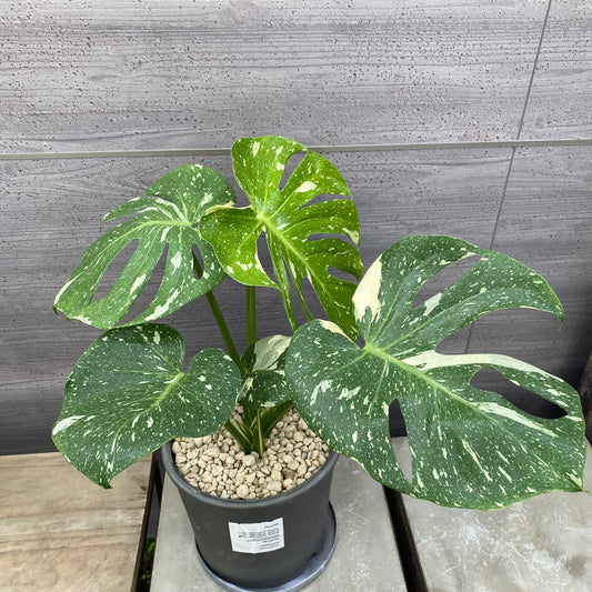 モンステラ　タイコンステレーション　SMOKED PLANTER
