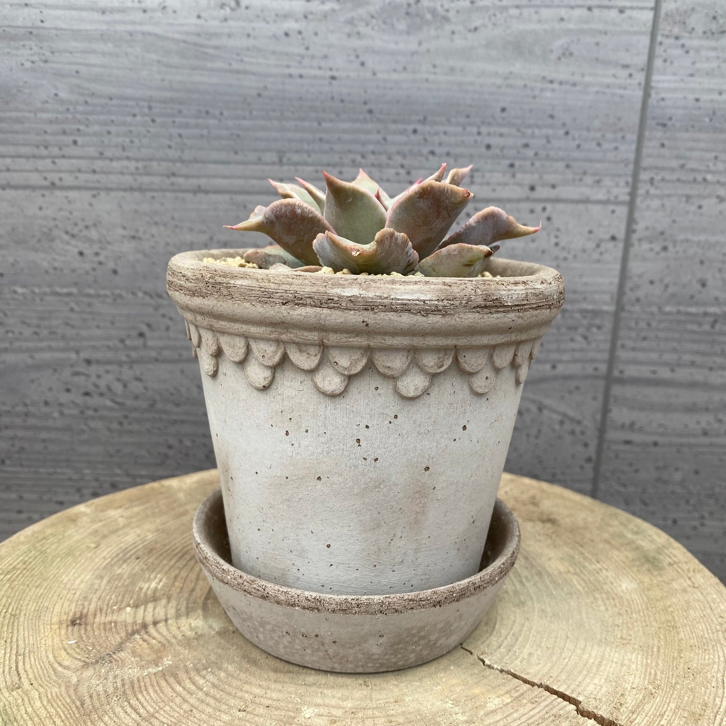 エケベリア　マディバ　BERGSコペンハーゲン10