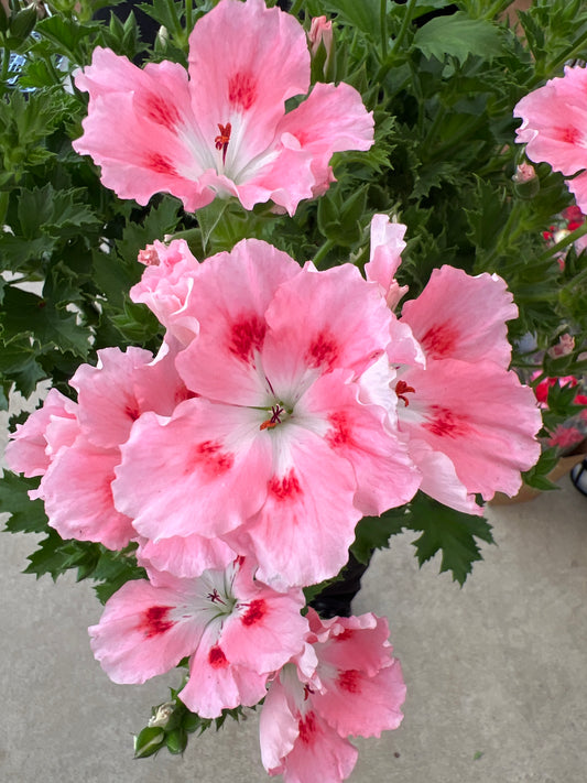 即売会SALE　No.28010　ペラルゴニウム　6号鉢