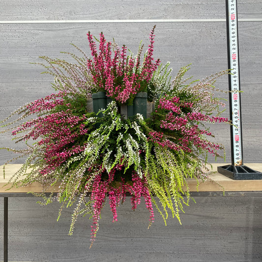 社長植栽★ カルーナ ガーデンガールズ寄せ植え ハンギングポット