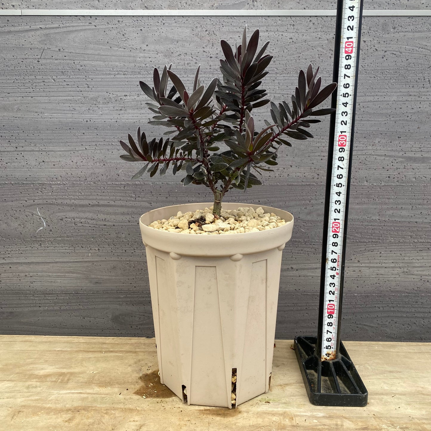 リューカデンドロン　デュリフ　6号スリット鉢/オリジナル色