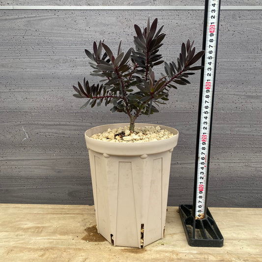 リューカデンドロン　デュリフ　6号スリット鉢/オリジナル色