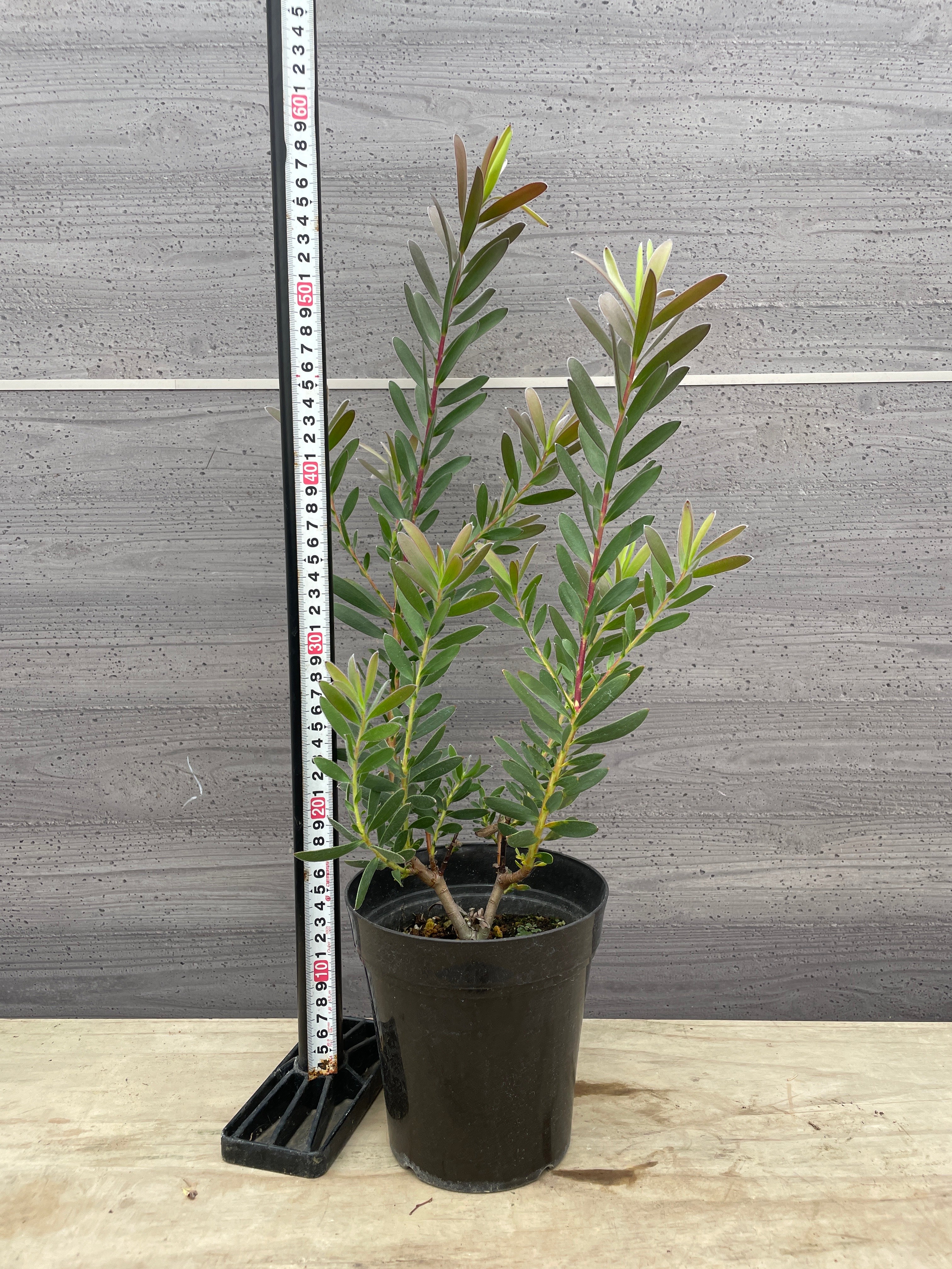 Pickup 全ての商品 – 植物家族