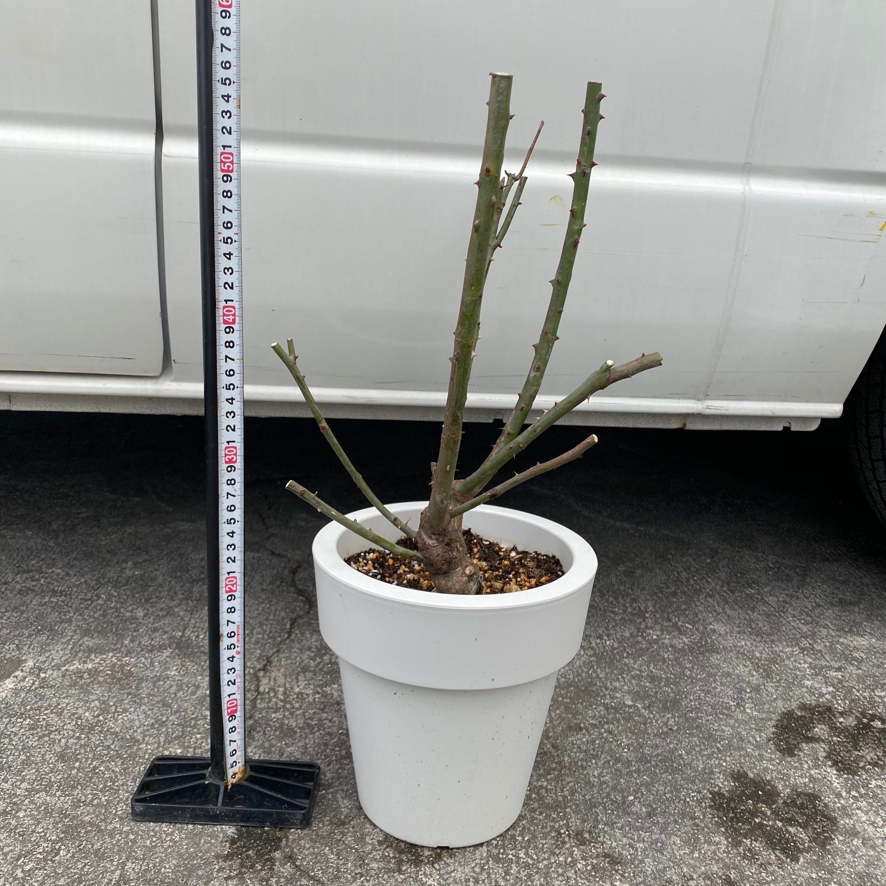 Pickup 全ての商品 – 植物家族