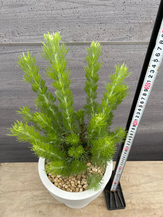 社長植栽★アデナントス　ウーリーブッシュ　7号おすすめ白ポット